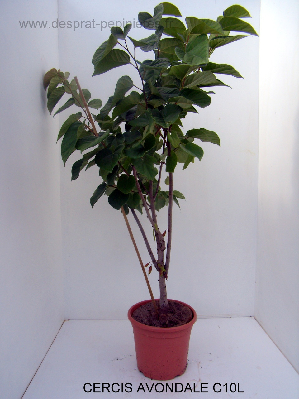 Anisodonthéa LARGE RED, Abelia chinensis selection, Berberis admiration,Harlequin, Maria,Buddleya Miss ruby, Caryopteris,Céanothe,cercis avondale, COrnus- HIBISCUS , HYDRAGEA ANNABELLE, INVINCIBELLE, PANICULATA,PHANTOM - KERRIA Ploeniflora, Kolwitzia clou