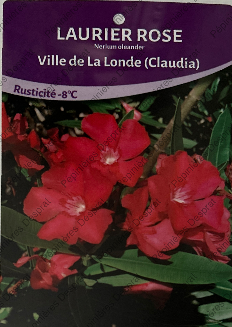 Productions de Neriums / Lauriers Roses