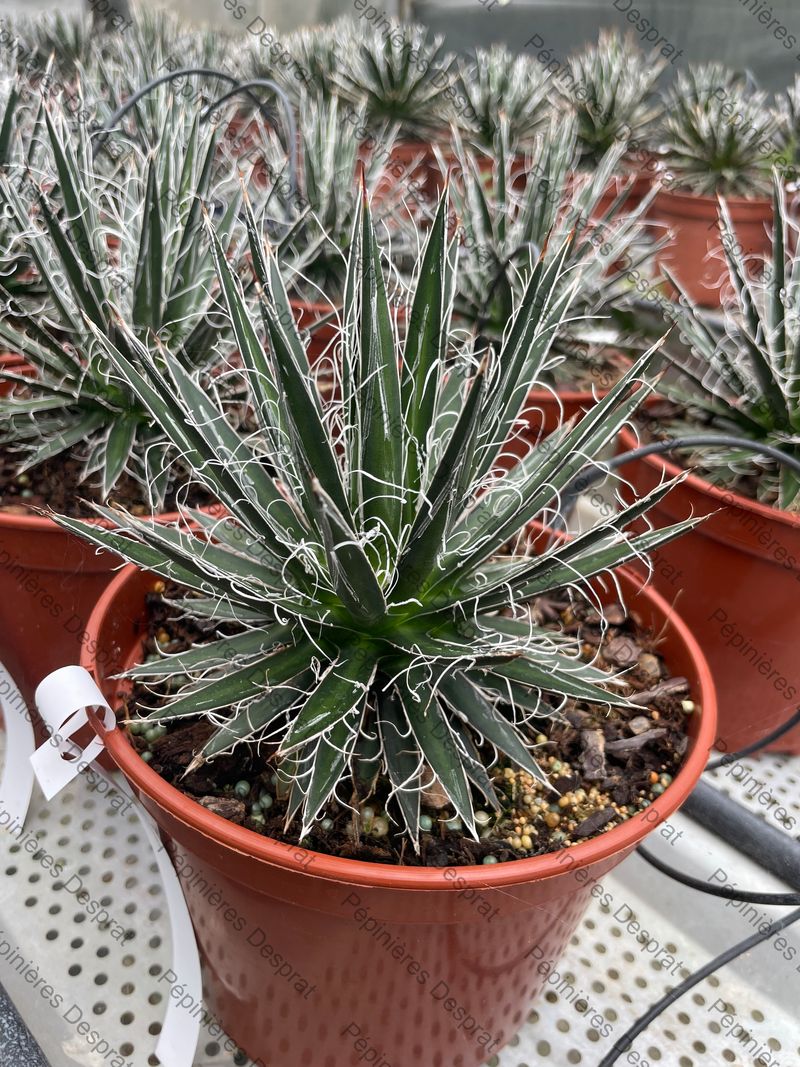 Agaves, DELOSPERMAS, Sempervivums, Yuccas, cordylines