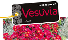 Vésuvia en conteneur Production en pépinières