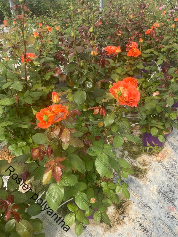 Rosier polyantha C5