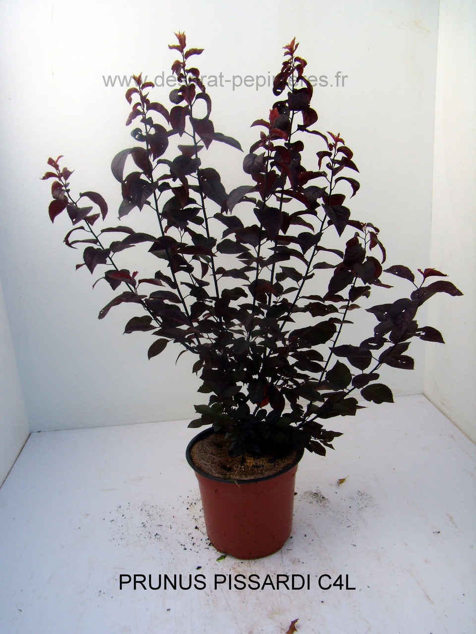 PRUNUS, PISSARDI, CISTENA, pérowsia,little spire, blue spire, Lacey blue,POTENTILLE, PHILADELPHUS SNOWBELLE,physocarpus devil… Salix caprea kilmarock, hakuro nishiski, Spirea, magic carpet, spirée en variétés, syringat, weigelia, red prince, ,