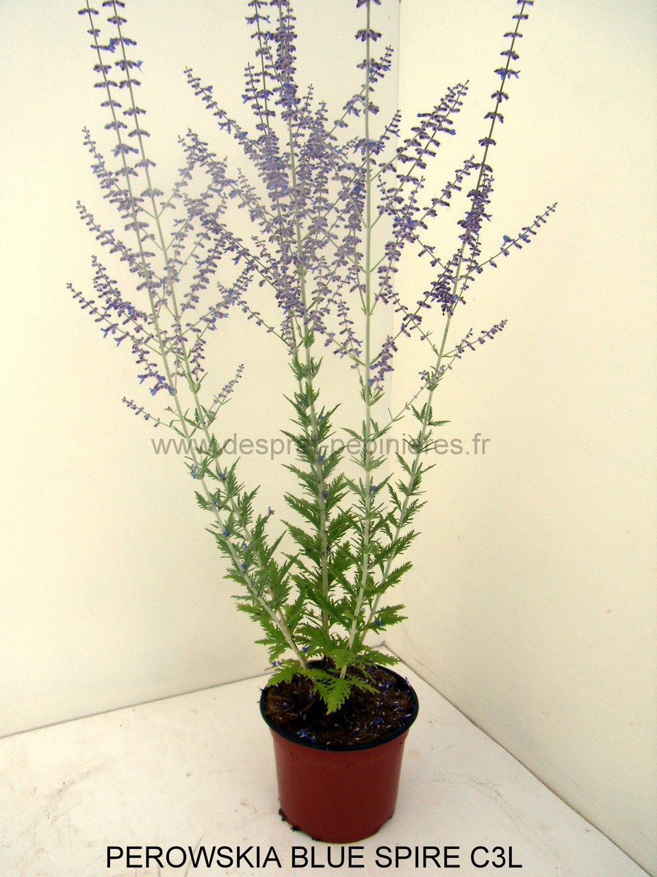 PRUNUS, PISSARDI, CISTENA, pérowsia,little spire, blue spire, Lacey blue,POTENTILLE, PHILADELPHUS SNOWBELLE,physocarpus devil… Salix caprea kilmarock, hakuro nishiski, Spirea, magic carpet, spirée en variétés, syringat, weigelia, red prince, ,