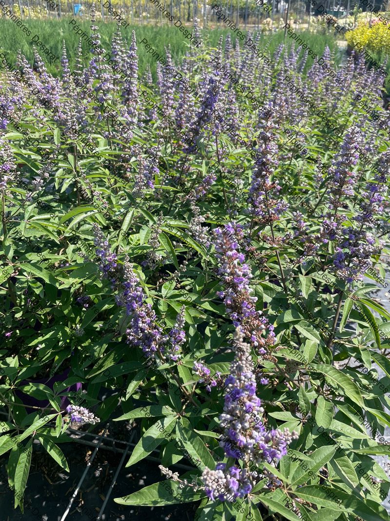 Production en pépinières de VITEX