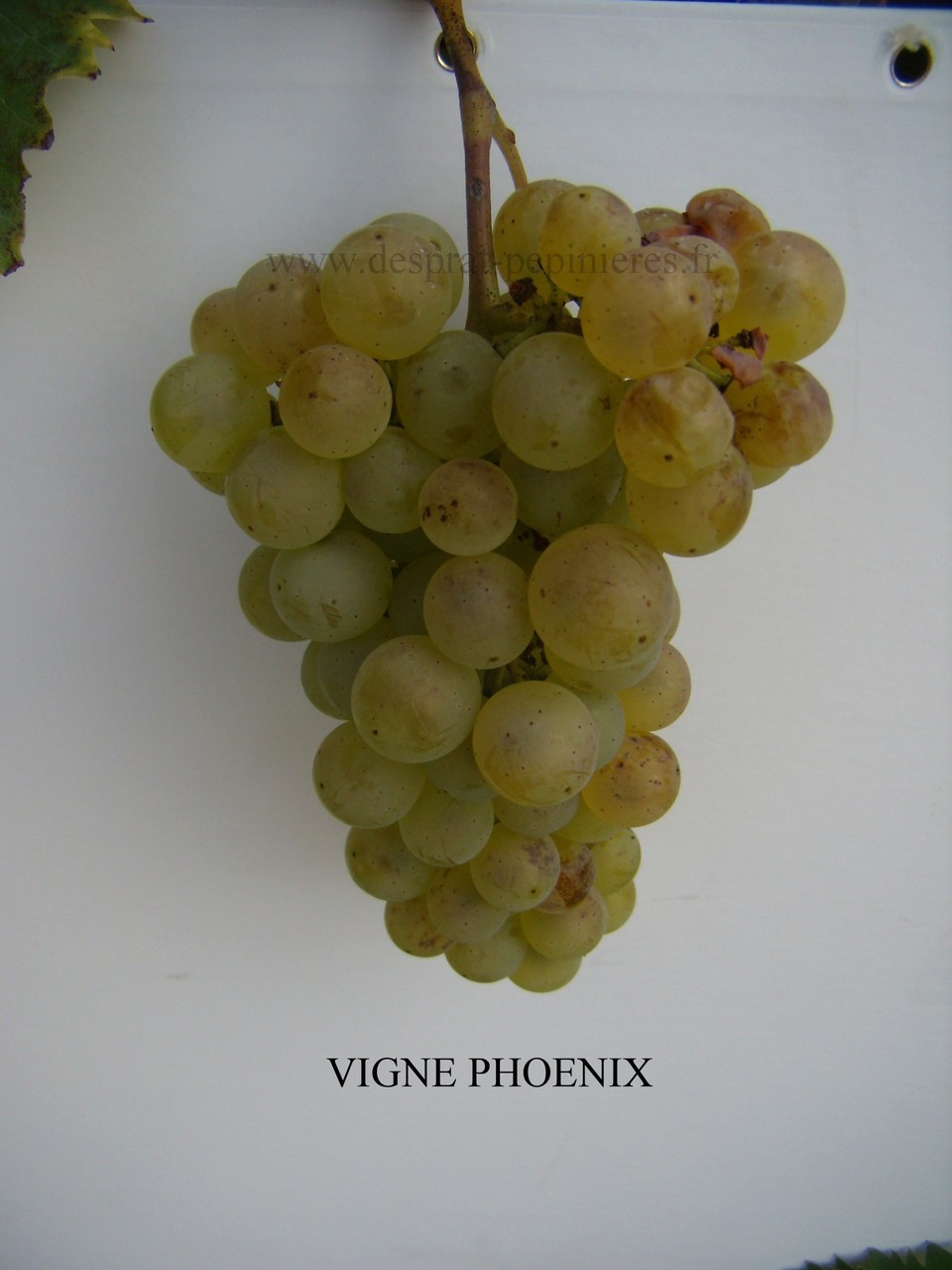 pépinières DESPRAT PHOENIX