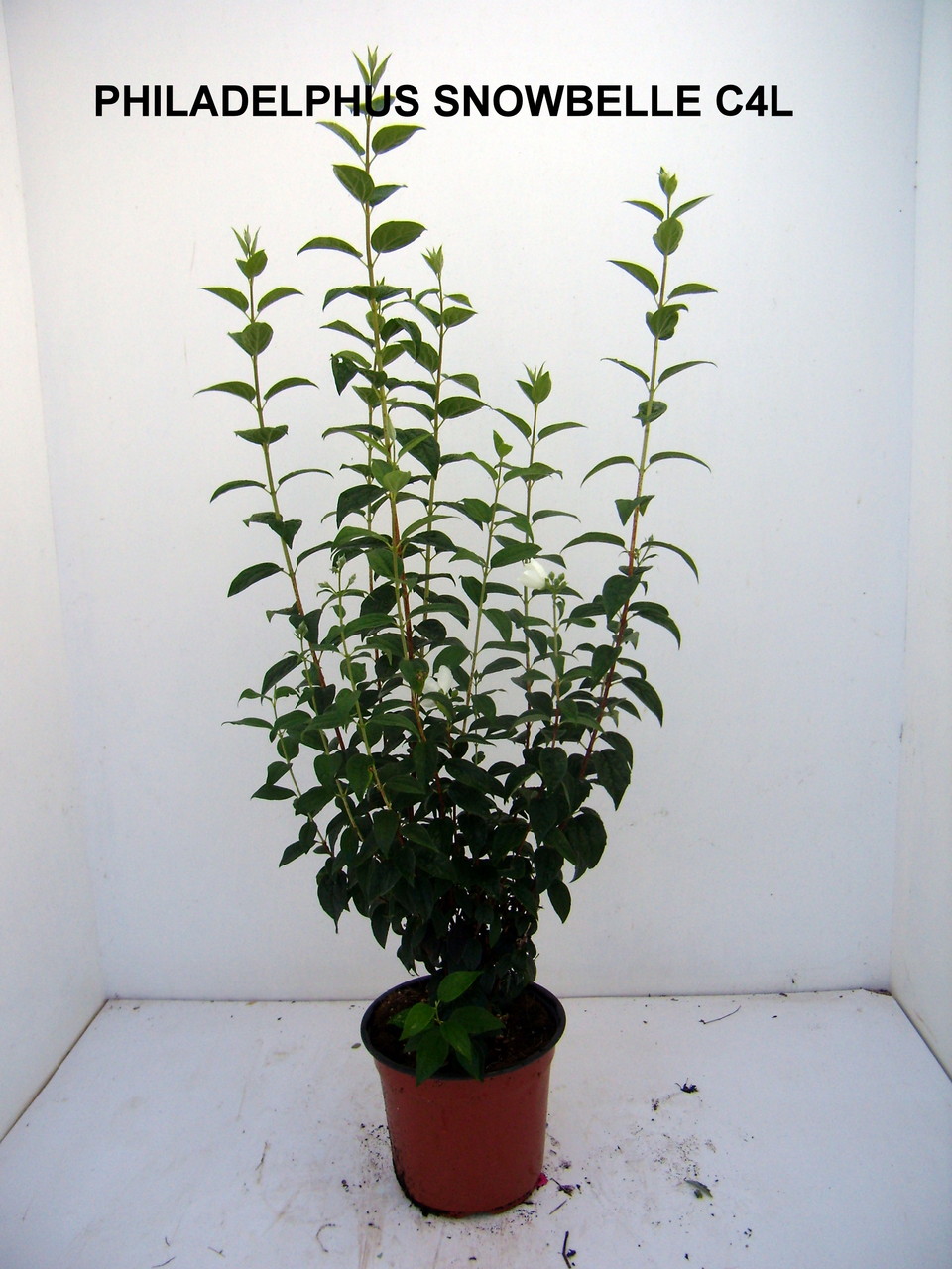 PRUNUS, PISSARDI, CISTENA, pérowsia,little spire, blue spire, Lacey blue,POTENTILLE, PHILADELPHUS SNOWBELLE,physocarpus devil… Salix caprea kilmarock, hakuro nishiski, Spirea, magic carpet, spirée en variétés, syringat, weigelia, red prince, ,