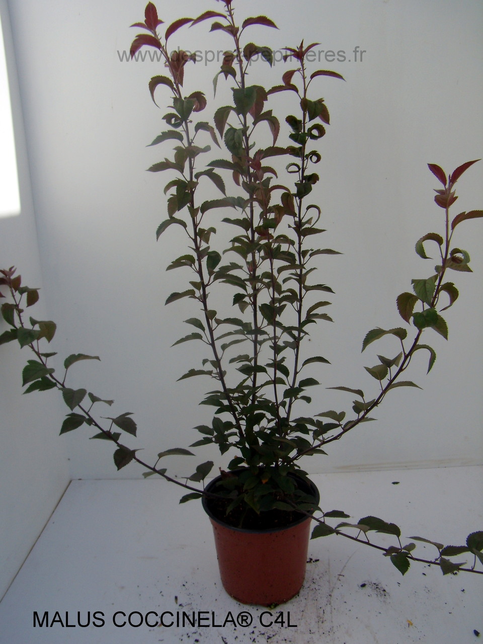 PRUNUS, PISSARDI, CISTENA, pérowsia,little spire, blue spire, Lacey blue,POTENTILLE, PHILADELPHUS SNOWBELLE,physocarpus devil… Salix caprea kilmarock, hakuro nishiski, Spirea, magic carpet, spirée en variétés, syringat, weigelia, red prince, ,