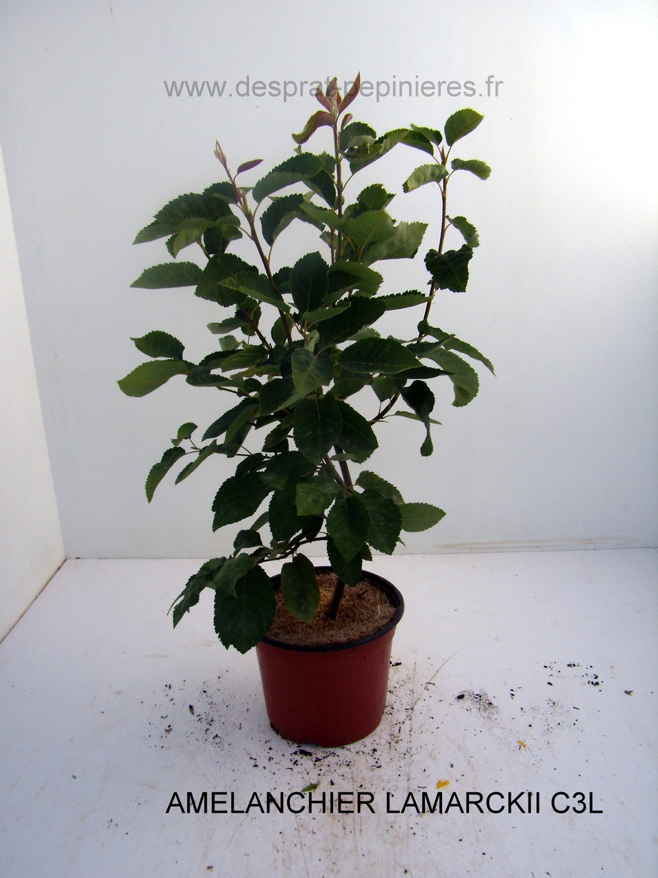 Anisodonthéa LARGE RED, Abelia chinensis selection, Berberis admiration,Harlequin, Maria,Buddleya Miss ruby, Caryopteris,Céanothe,cercis avondale, COrnus- HIBISCUS , HYDRAGEA ANNABELLE, INVINCIBELLE, PANICULATA,PHANTOM - KERRIA Ploeniflora, Kolwitzia clou