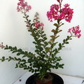 LAGERSTROEMIA , INDICA BORDEAUX,  RHAPSODY IN PINK, RED IMPERATOR, CATAWBA , DYNAMITE, INDIYA CHARMS®, ROSEA ,     