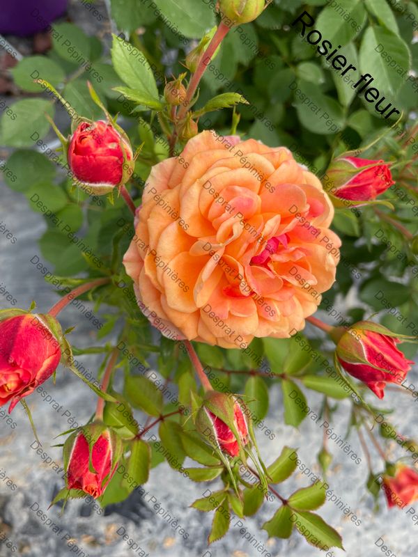 Production grossiste rosiers