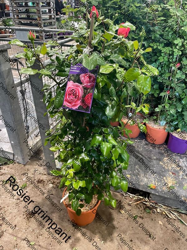 Rosier grimpant c7,5.