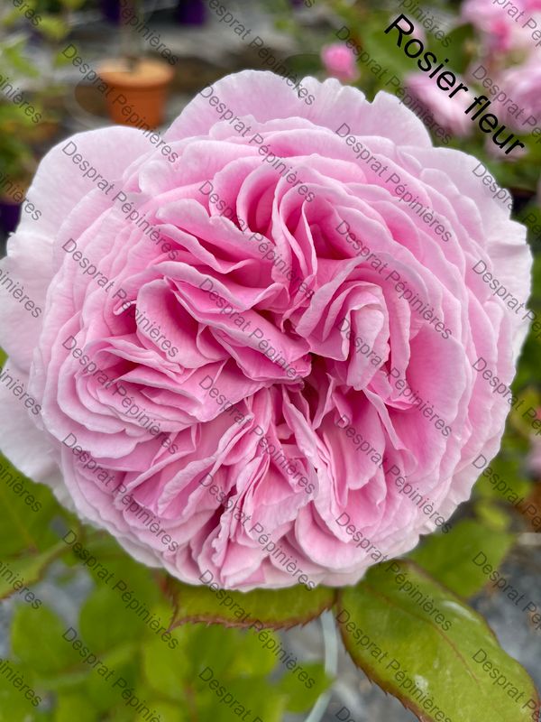 Rosier en fleur