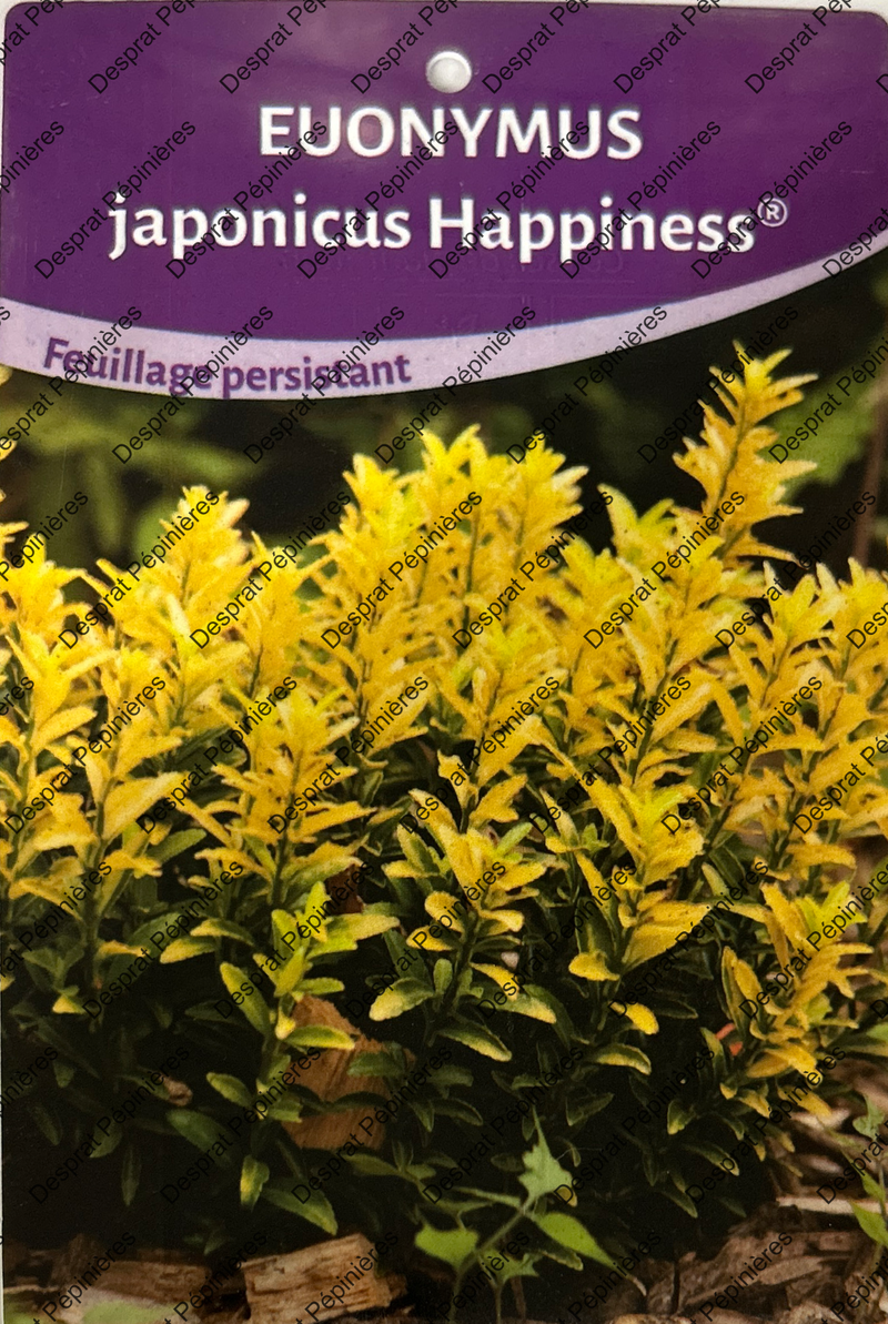 Euoymus Japonica Happiness