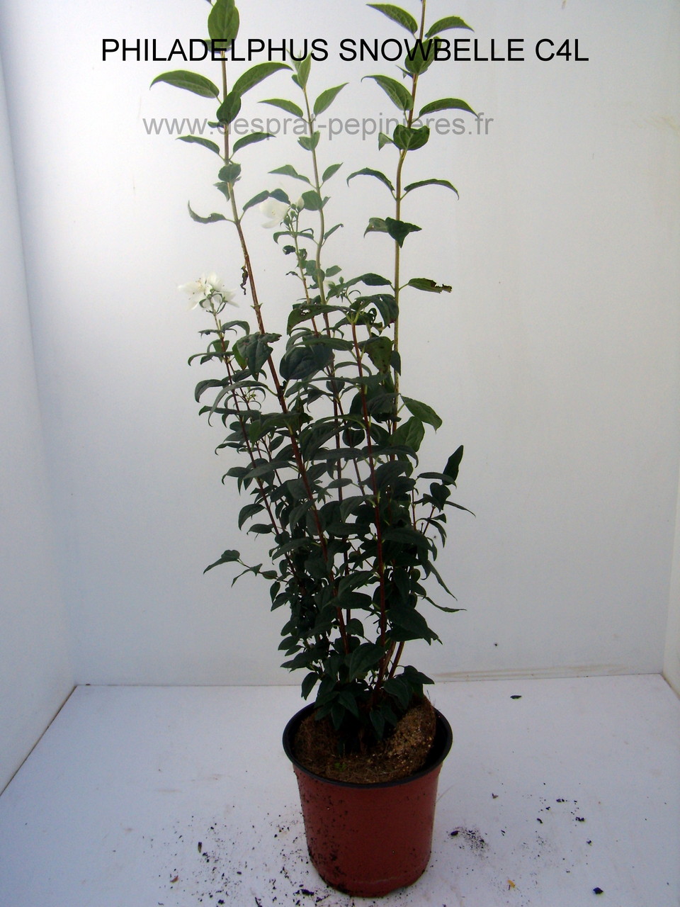 PRUNUS, PISSARDI, CISTENA, pérowsia,little spire, blue spire, Lacey blue,POTENTILLE, PHILADELPHUS SNOWBELLE,physocarpus devil… Salix caprea kilmarock, hakuro nishiski, Spirea, magic carpet, spirée en variétés, syringat, weigelia, red prince, ,