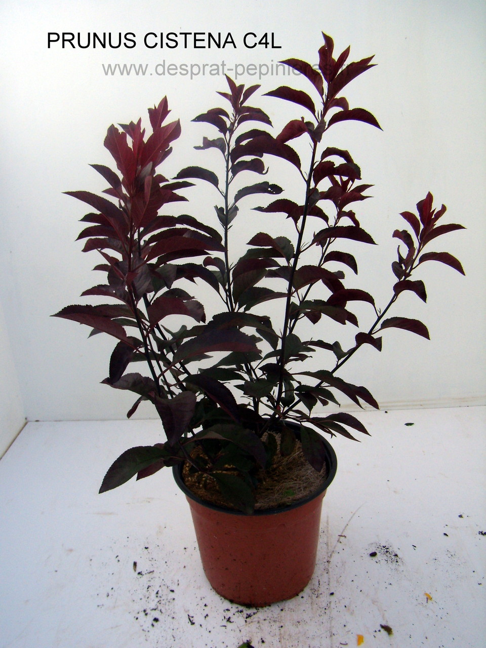 PRUNUS, PISSARDI, CISTENA, pérowsia,little spire, blue spire, Lacey blue,POTENTILLE, PHILADELPHUS SNOWBELLE,physocarpus devil… Salix caprea kilmarock, hakuro nishiski, Spirea, magic carpet, spirée en variétés, syringat, weigelia, red prince, ,