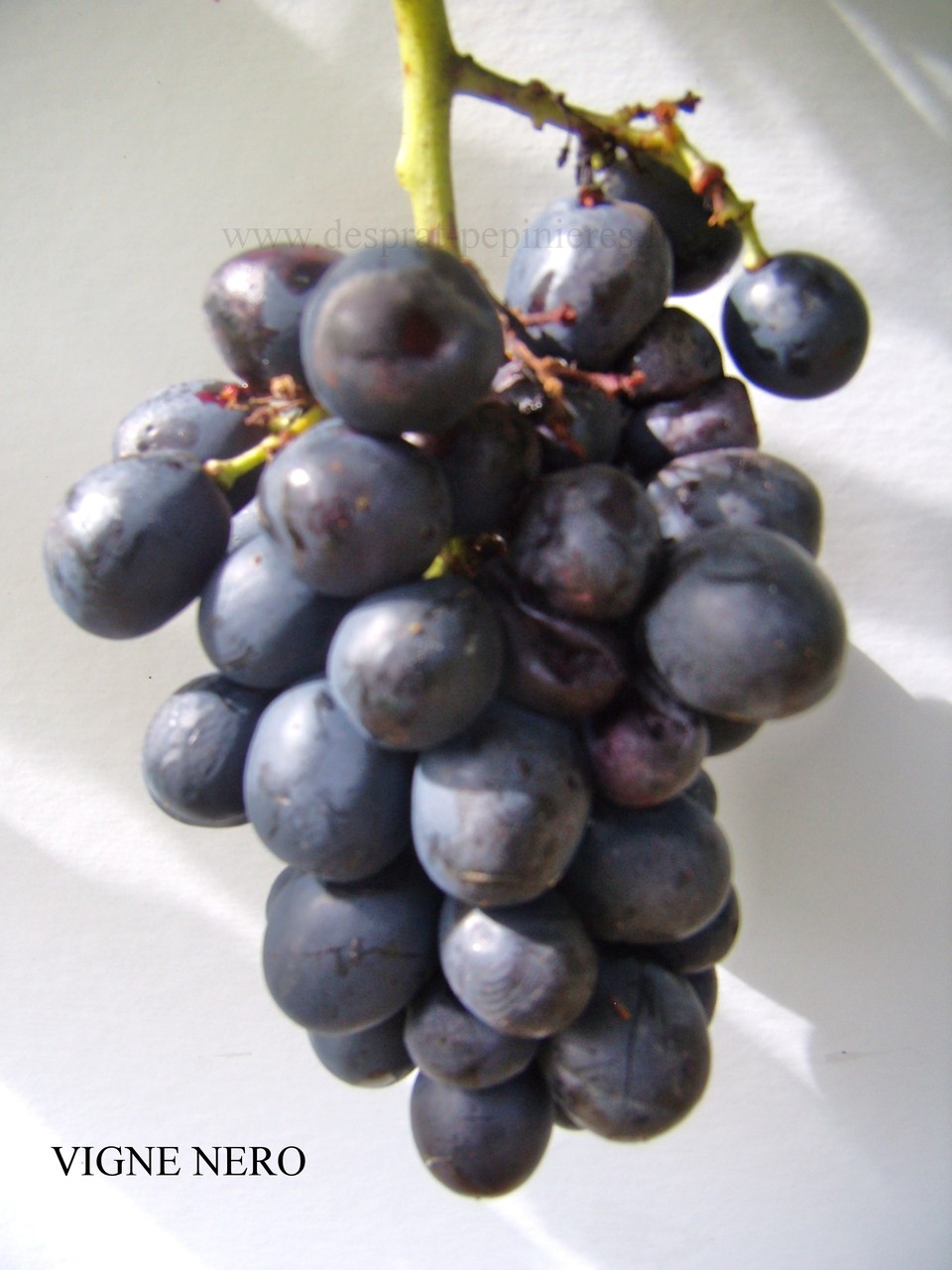 pépinières DESPRAT NERO