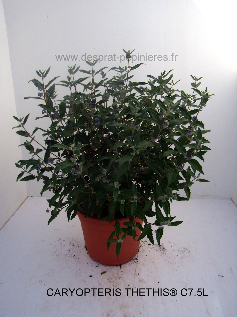 Anisodonthéa LARGE RED, Abelia chinensis selection, Berberis admiration,Harlequin, Maria,Buddleya Miss ruby, Caryopteris,Céanothe,cercis avondale, COrnus- HIBISCUS , HYDRAGEA ANNABELLE, INVINCIBELLE, PANICULATA,PHANTOM - KERRIA Ploeniflora, Kolwitzia clou