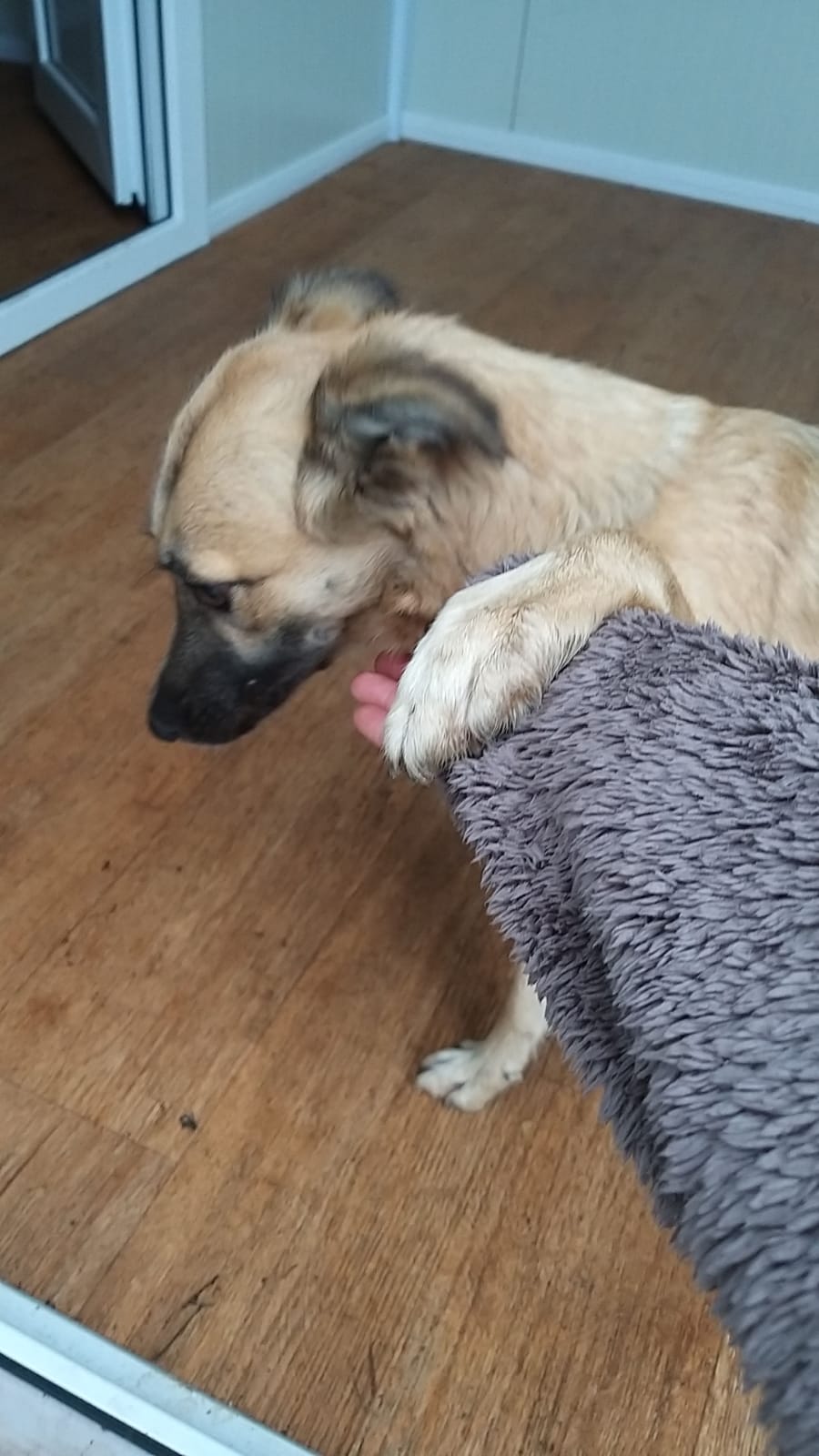 Diese Hunde Sind Noch In Rumanien Map Hilfe Fur Strassennasen E V