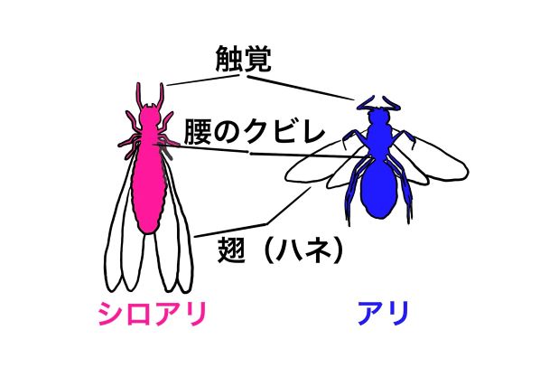 シロアリとクロアリの有翅虫の三つの大きな違い