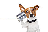 contacto Amican Escuela Hotel Canino