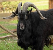 Macho cabrío negro, Akerbeltz.