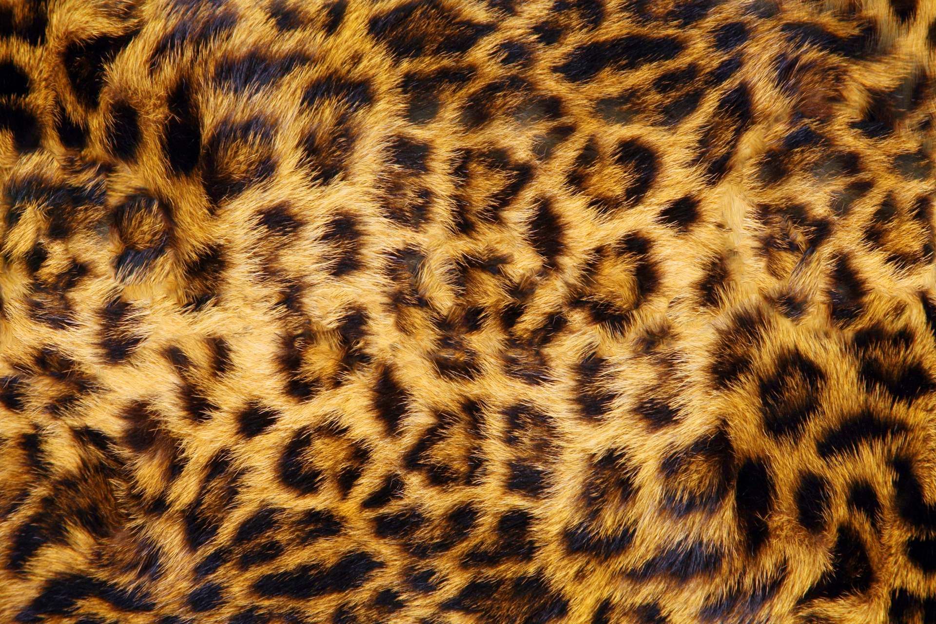 ベンガル猫について - AZUYOMO BENGALS