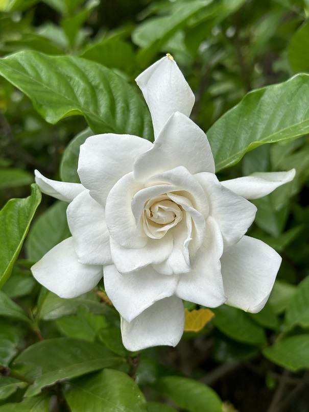 ✿ガーデニア - shikinohananiwa ページ！