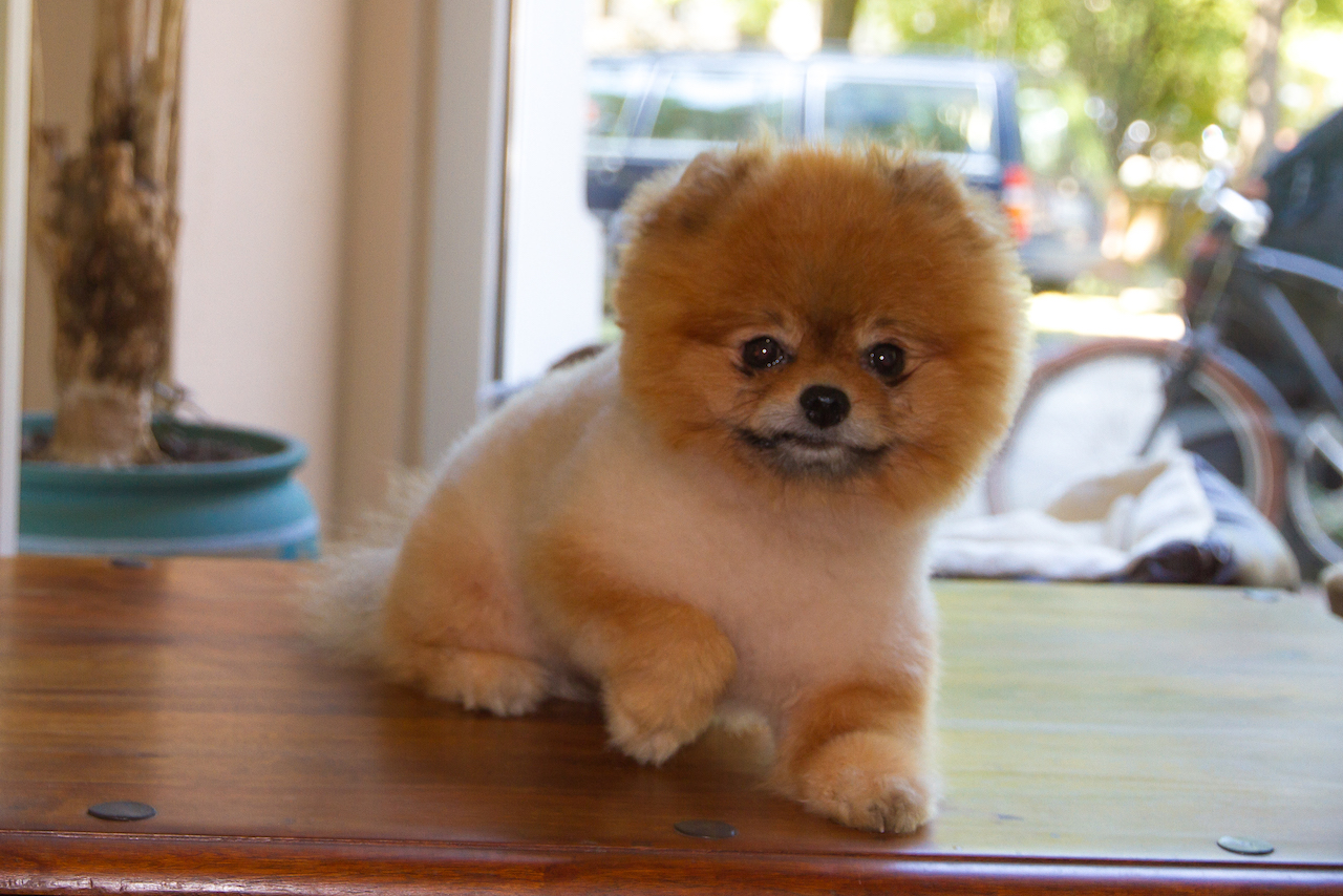 Before And After Grooming By Kristen Zwergspitz Hunde Haare