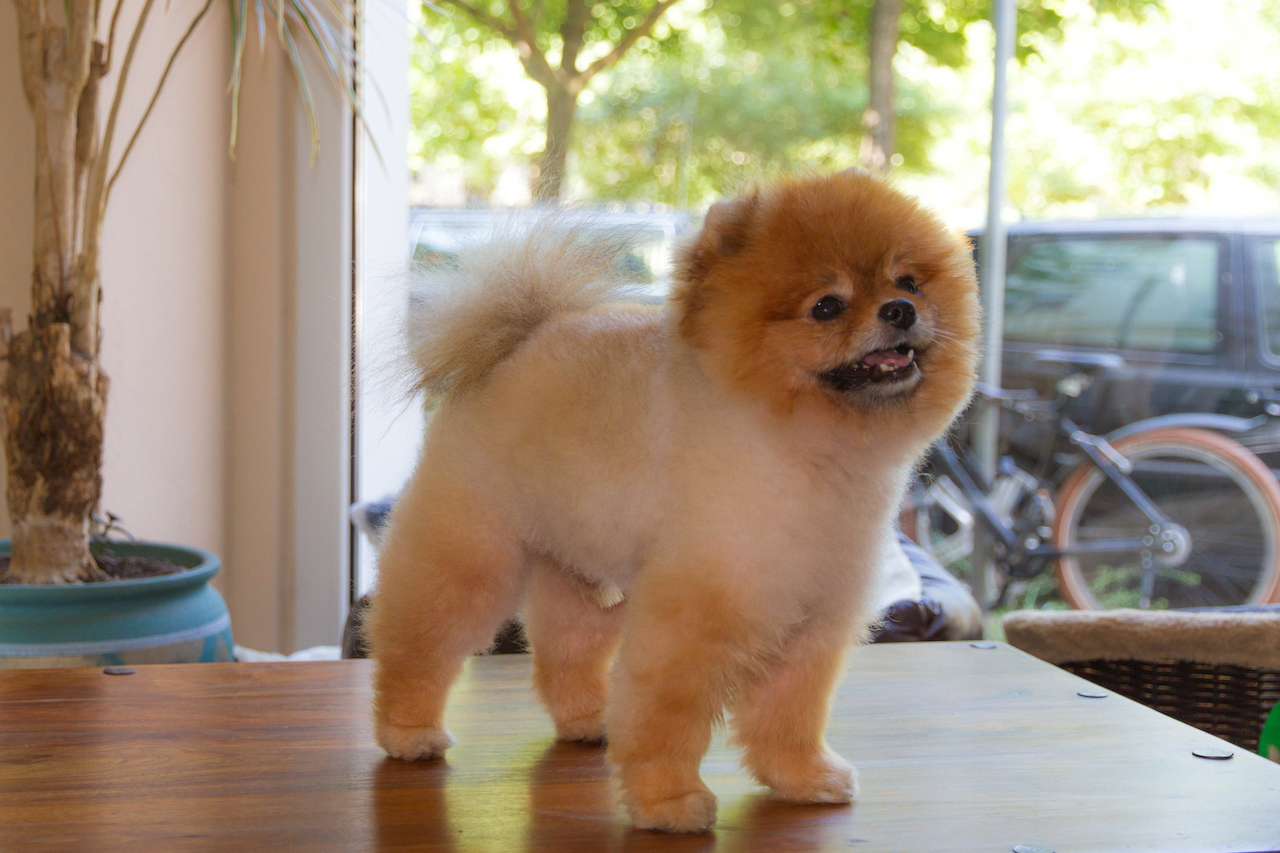 Zu Gast Taischan Pomeranian Zwergspitz Chihuahua