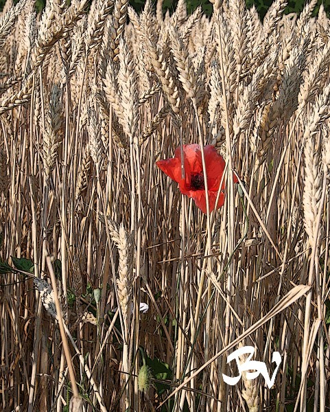 Gentil coquelicot