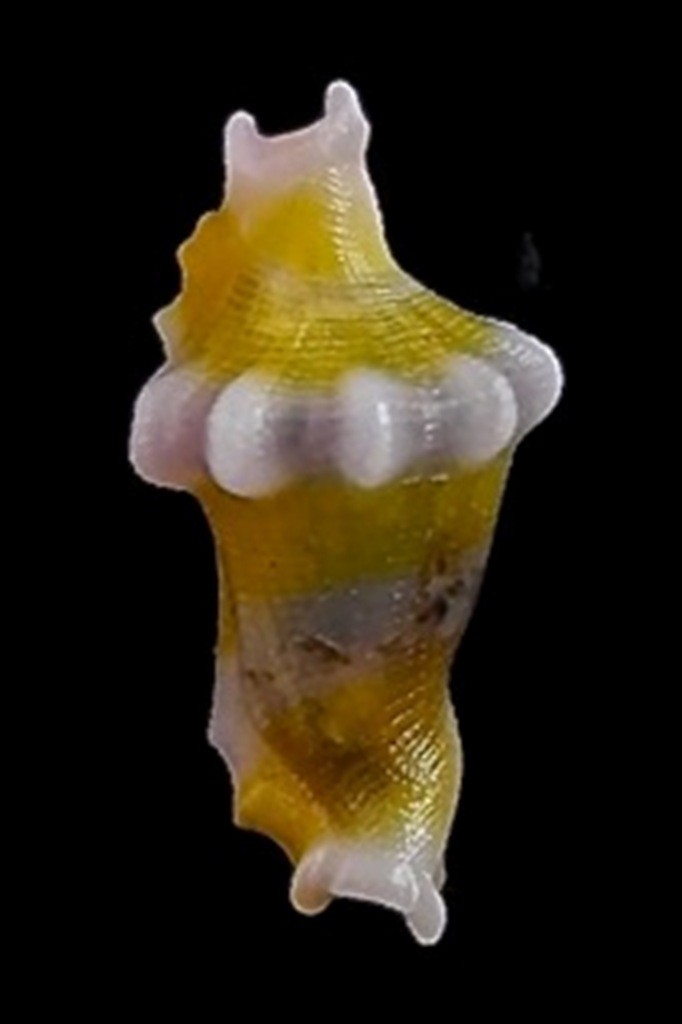 www.edspalshells.com website,is dedicated to all my friends and