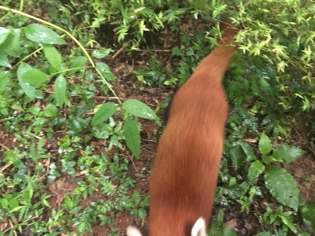 Dieser rote Panda ist mir direkt über die Füsse gesprungen