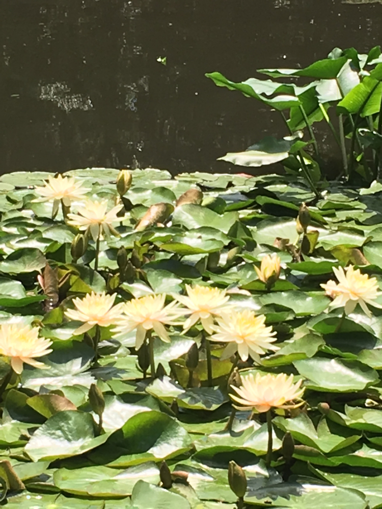 The Inner Garden 