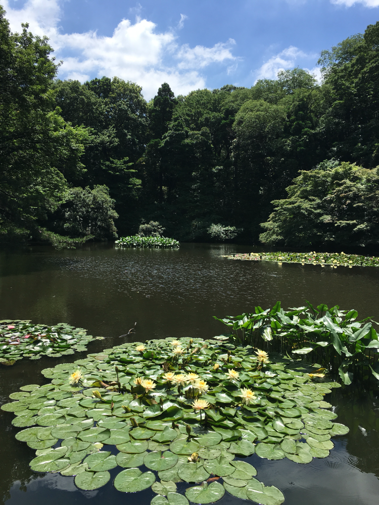 The Inner garden