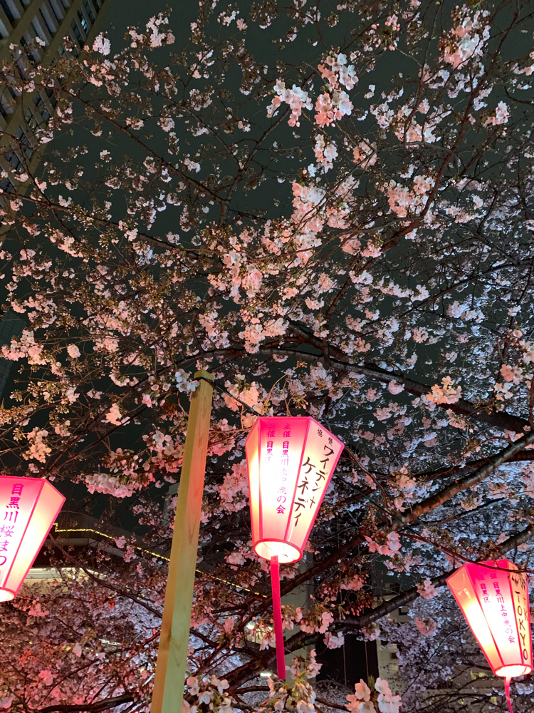 Cherry blossom festival