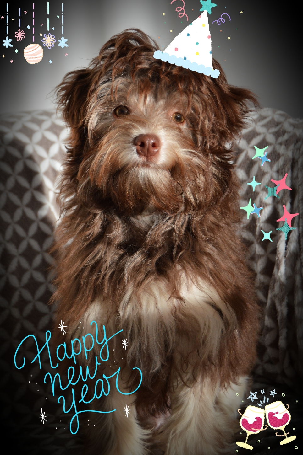 Reinette "petit chien lion" 