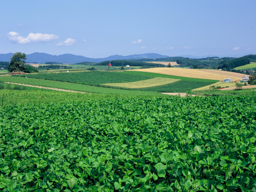 北海道美瑛町　初夏の匂い漂う美瑛の丘Ⅱ