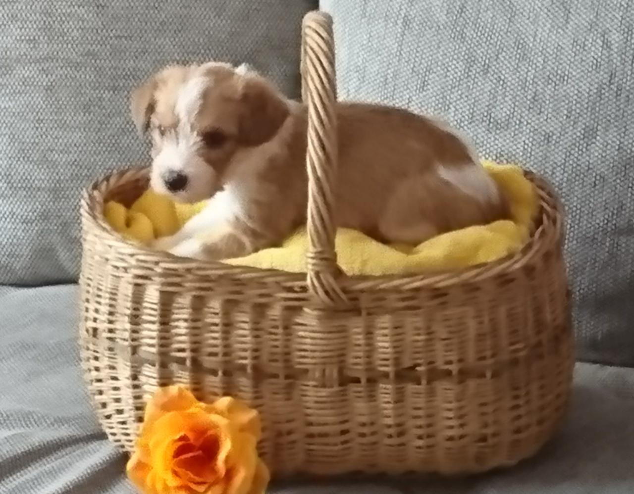 Bella Luna vom Rieth Teich kromfohrlaendervomriethteichs Webseite!