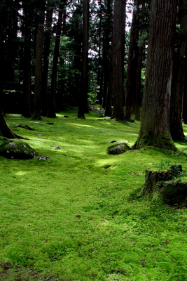 苔の林