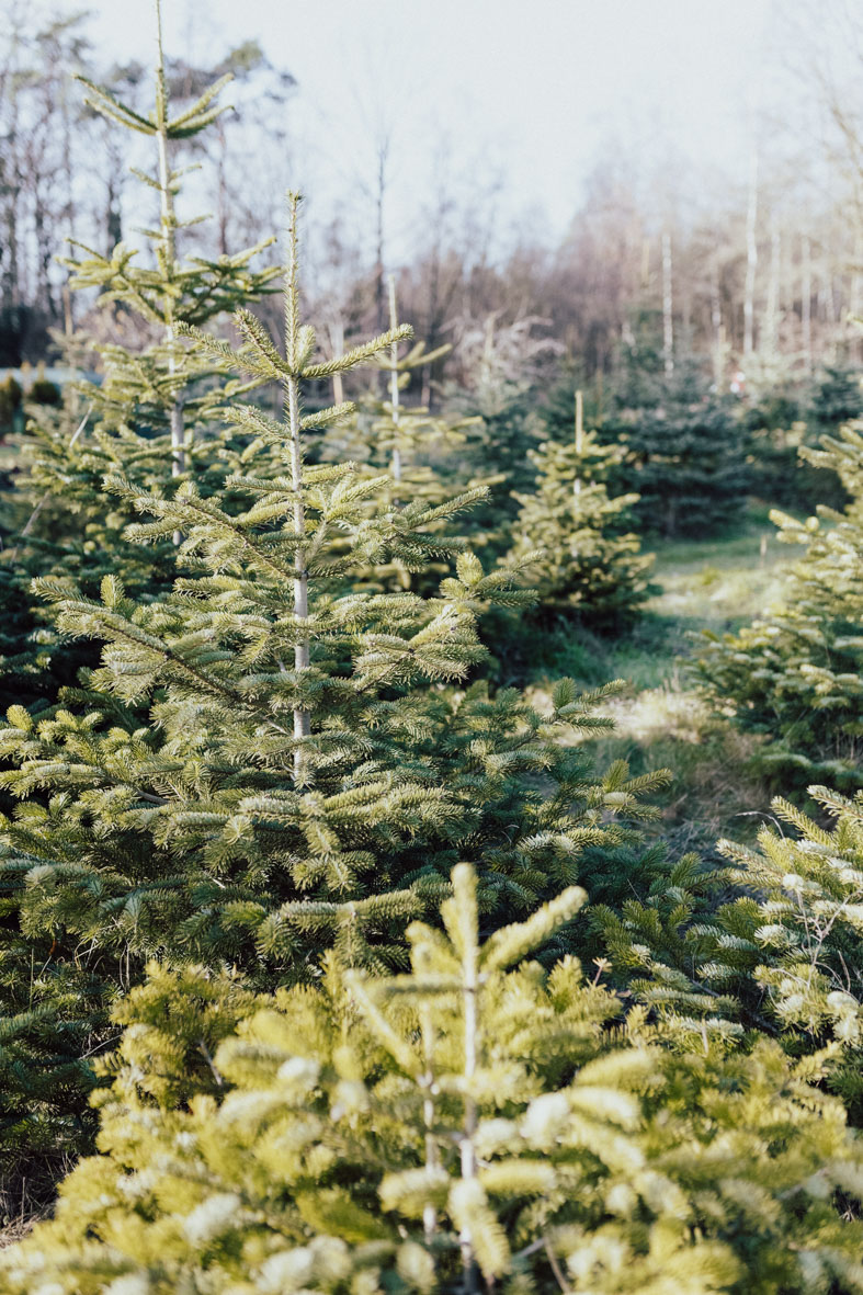 Weihnachtsbaum schlagen in Lüdinghausen, Nachhaltige Tannenbäume