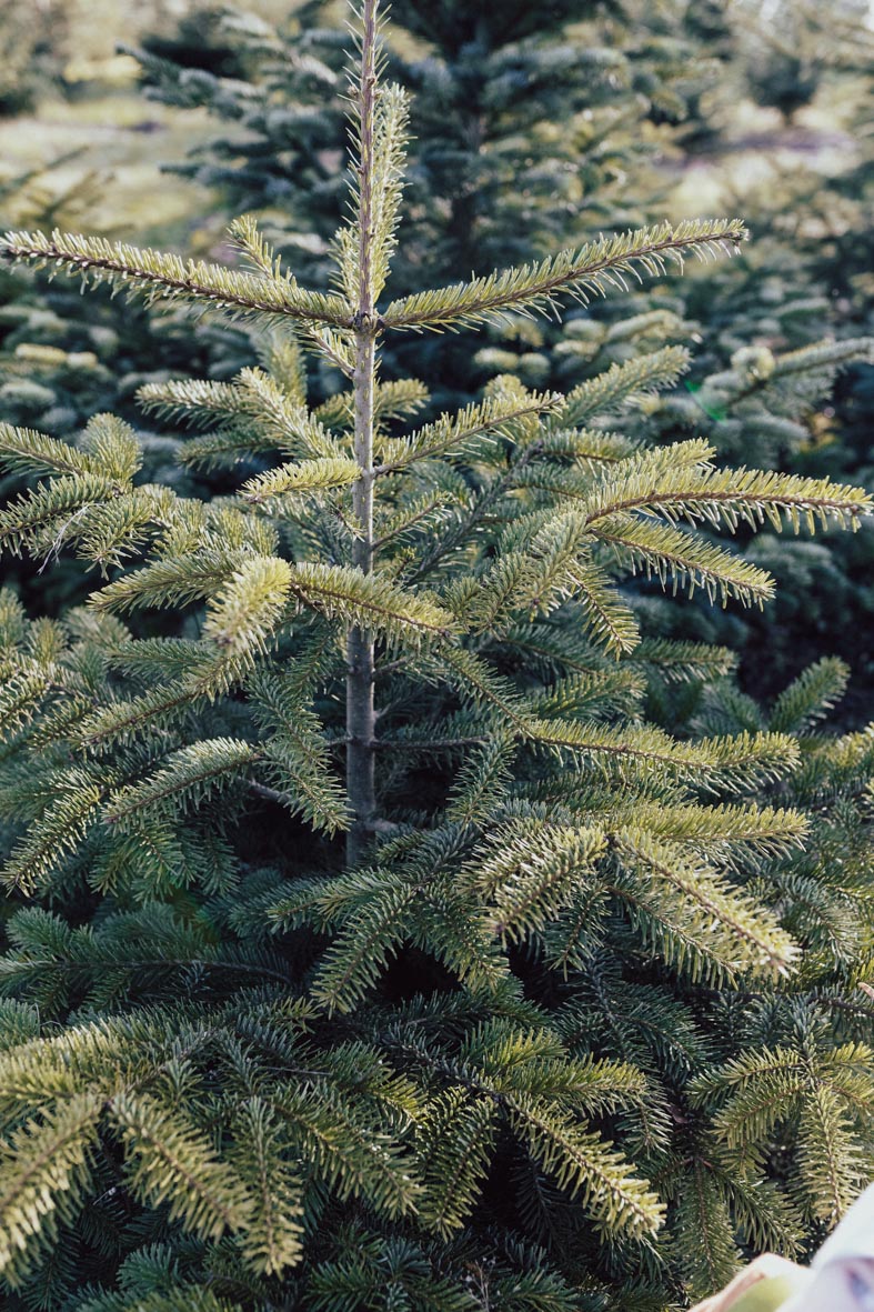 Weihnachtsbaum schlagen in Lüdinghausen, Nachhaltige Tannenbäume