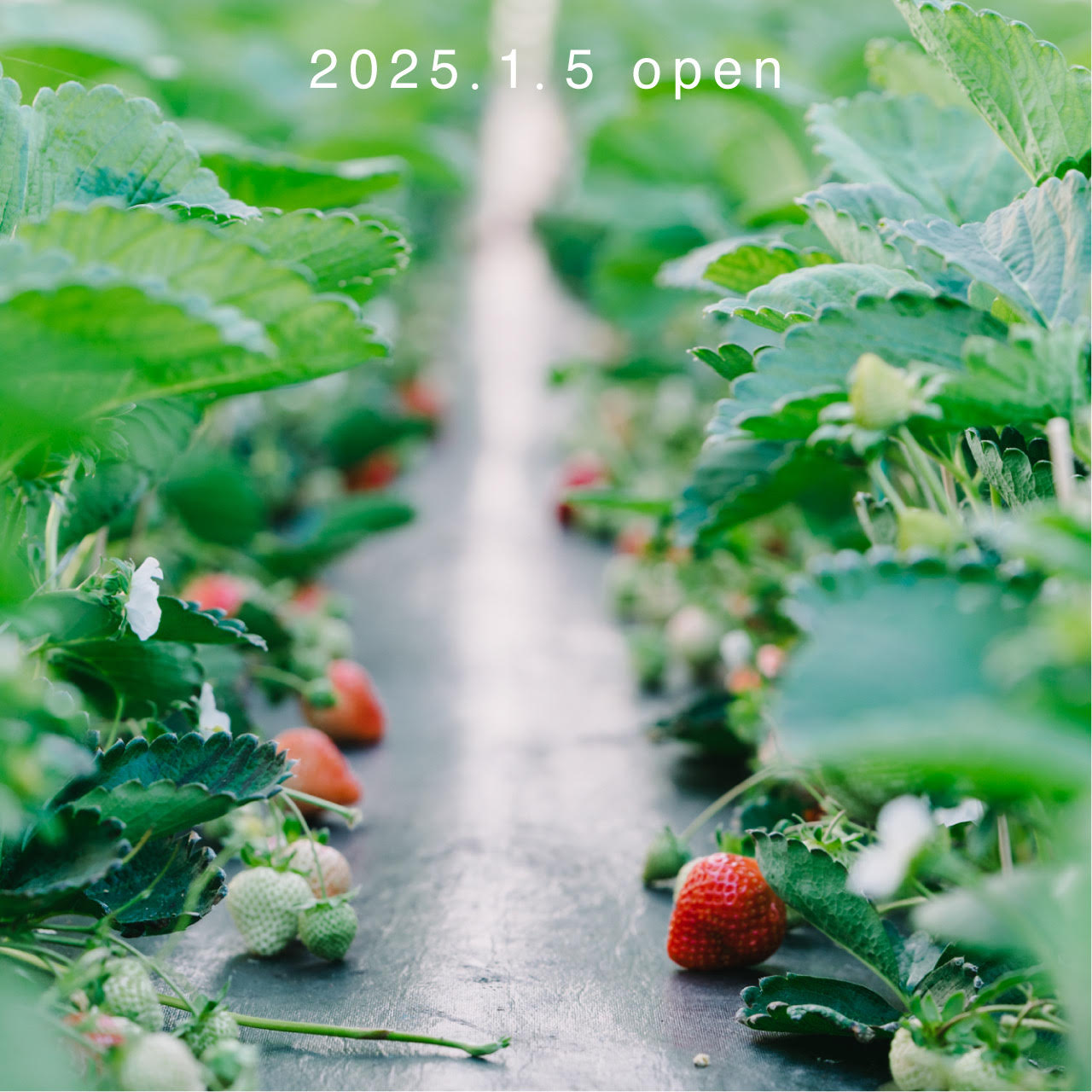 苺 コスメテックスローランド dotbye 毛穴いちご洗顔 ホワイト 120g