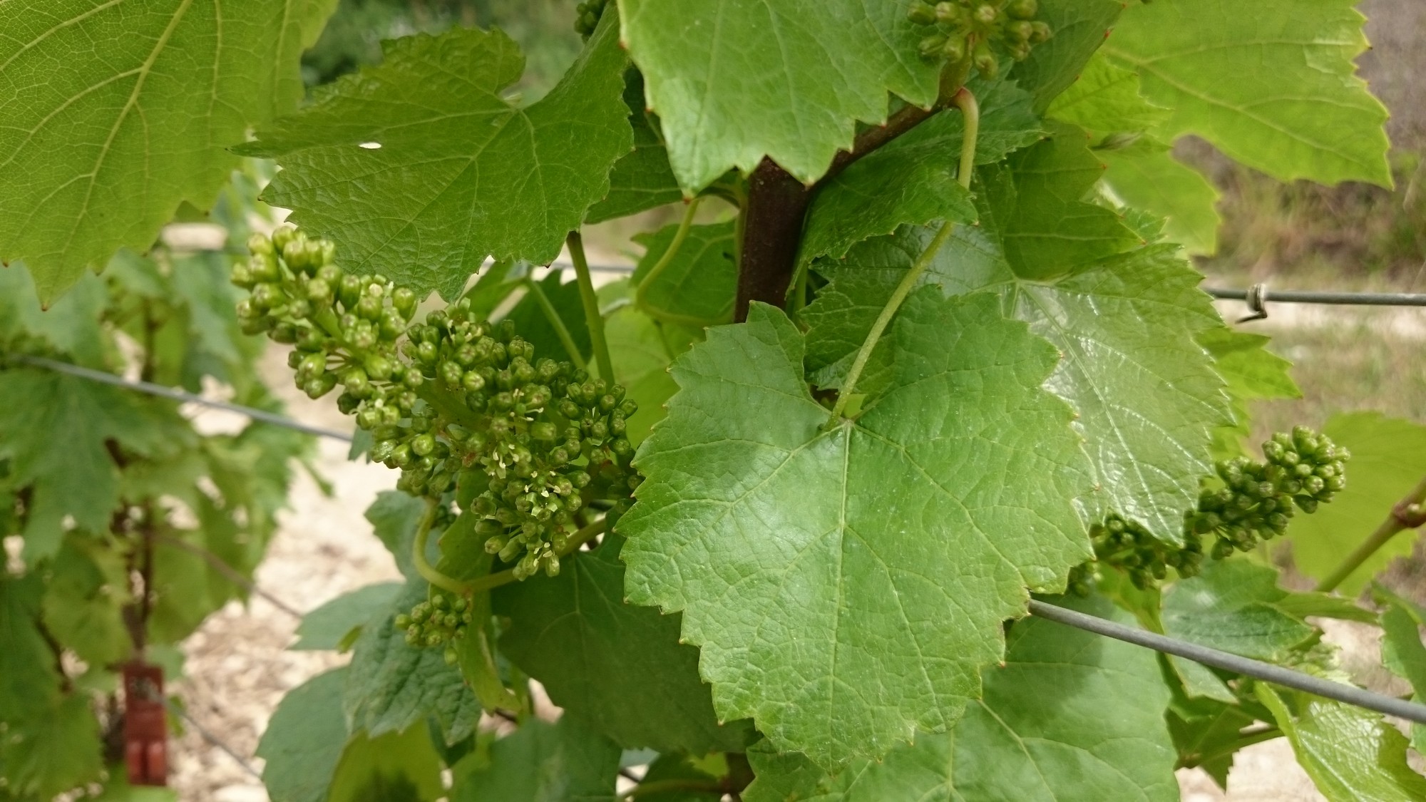 Chablis - Les Forêts