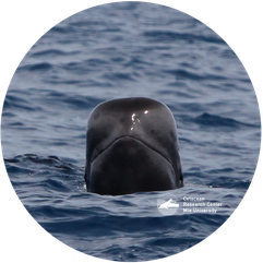 附属鯨類研究センター 三重大学 Cetacean Research Center Mie Univ 附属鯨類研究センター 三重大学 Cetacean Research Center Mie Univ