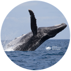 附属鯨類研究センター 三重大学 Cetacean Research Center Mie Univ 附属鯨類研究センター 三重大学 Cetacean Research Center Mie Univ