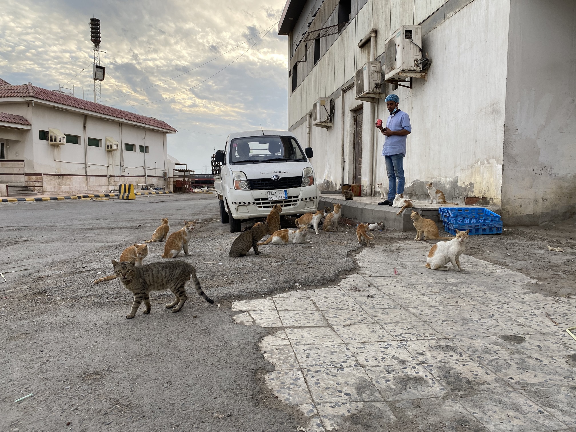 In diesem Land dominieren die streunenden Katzen