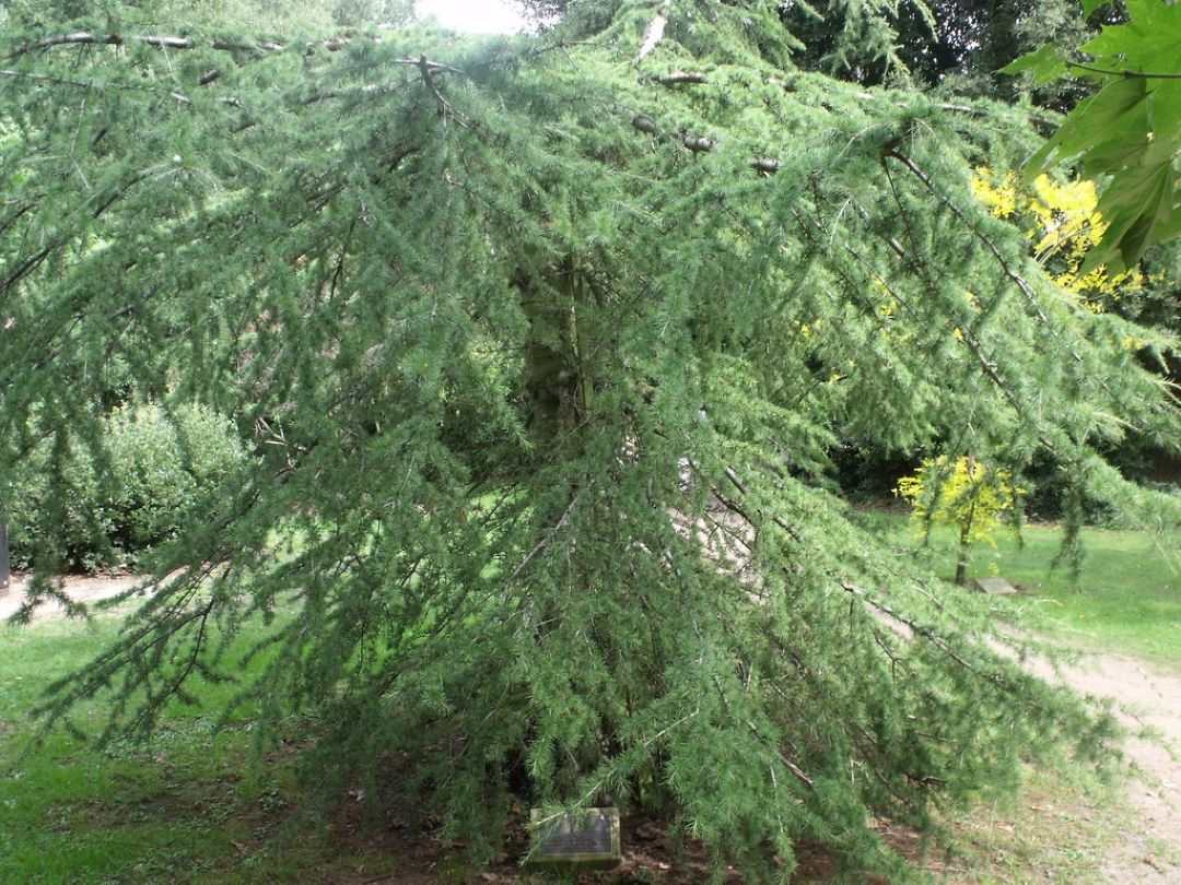 Cedrus libani – Libanon Zeder