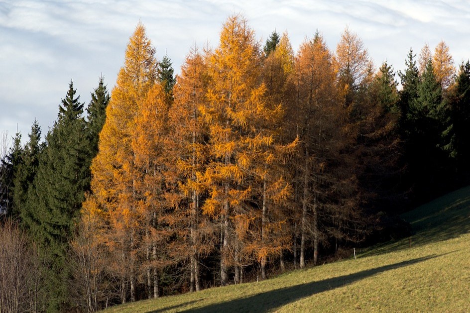 Larix decidua - europäische Lärche
