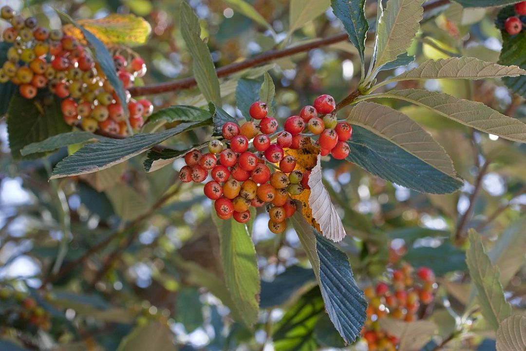 Sorbus aria - Mehlbeere