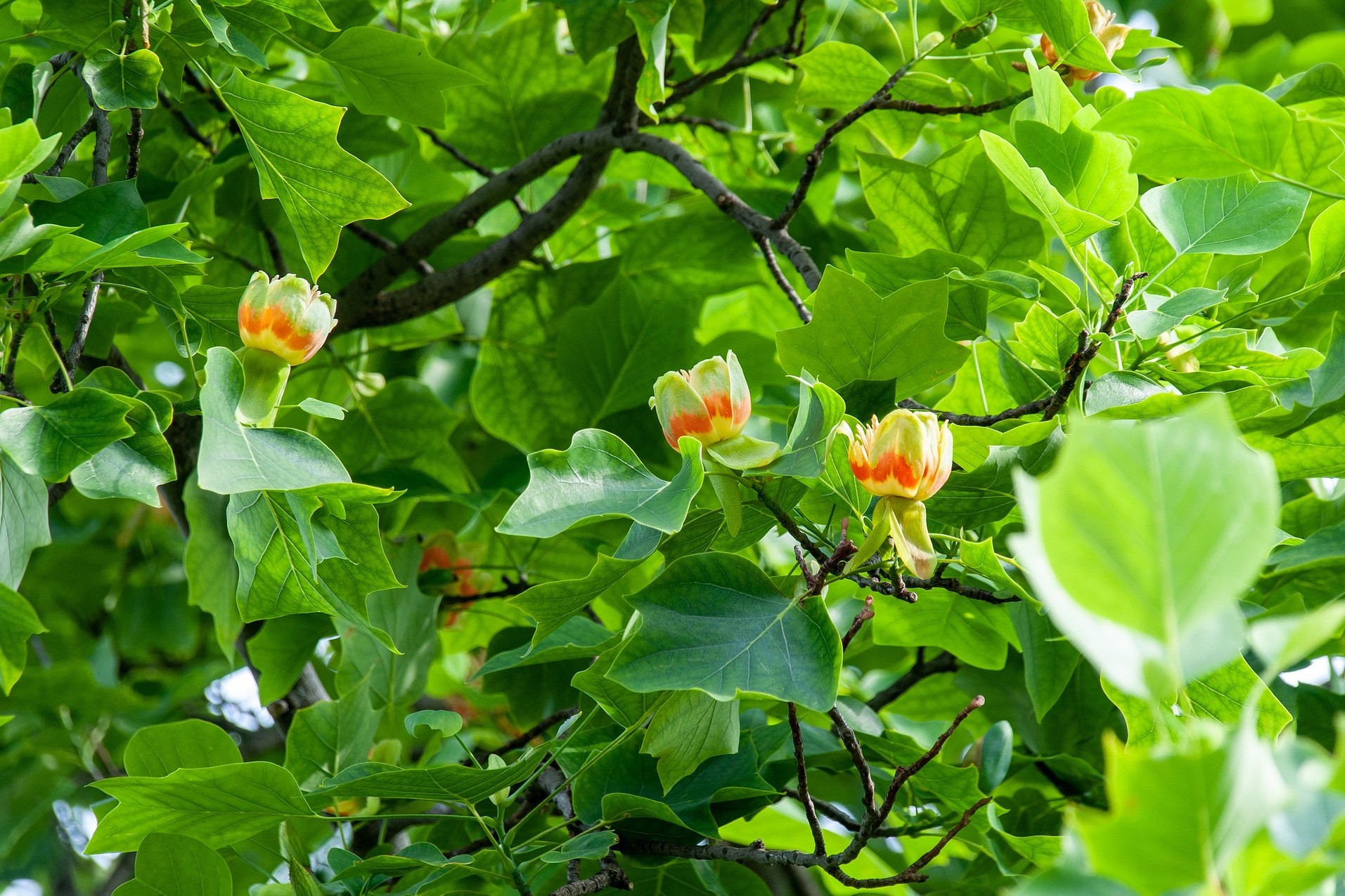 Liriodendron tulipifera – Tulpenbaum